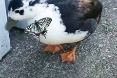 ちょうちょとコールダック