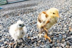 ブラマと烏骨鶏の雛