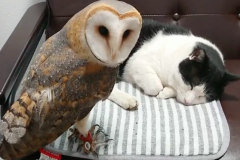 メンフクロウと猫