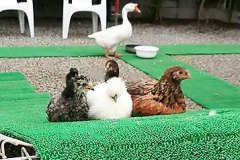 仲良し