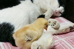 猫たち