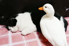 猫とコールダック