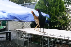 高いところ大好き♡